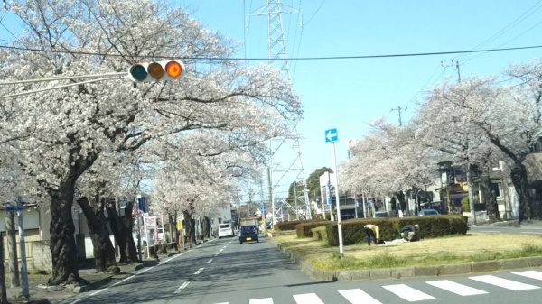 六高台の桜が満開です！